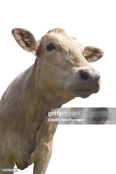 friendly looking cow - big nose 個照片及圖片檔
