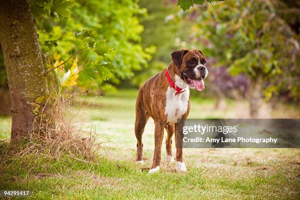 boxer dog in the park - boxer dog ストックフォトと画像