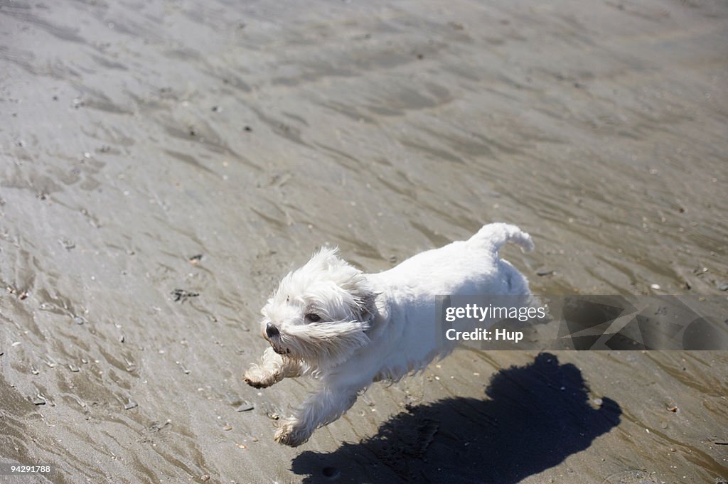 West Highland Terrier running on beach