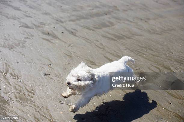 west highland terrier running on beach - west highland white terrier stock pictures, royalty-free photos & images