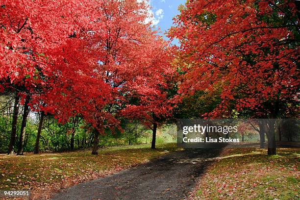 autumn  - lisa stokes stock pictures, royalty-free photos & images