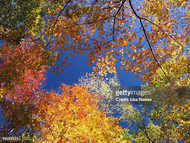 autumn rainbow - lisa stokes stock pictures, royalty-free photos & images