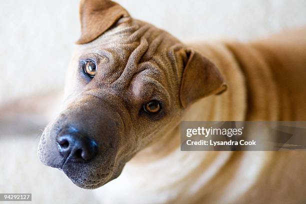 sharpei looking up into camera - shar pei stock-fotos und bilder