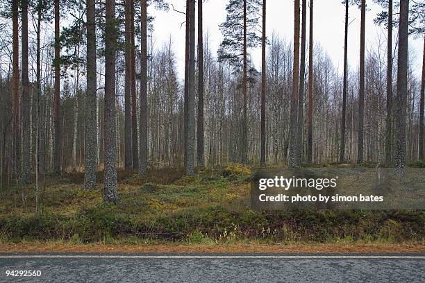 roadside forest scene - roadside stock pictures, royalty-free photos & images