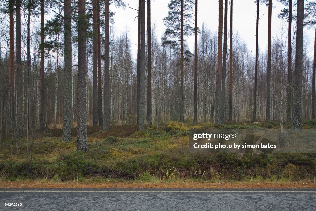 Roadside forest scene