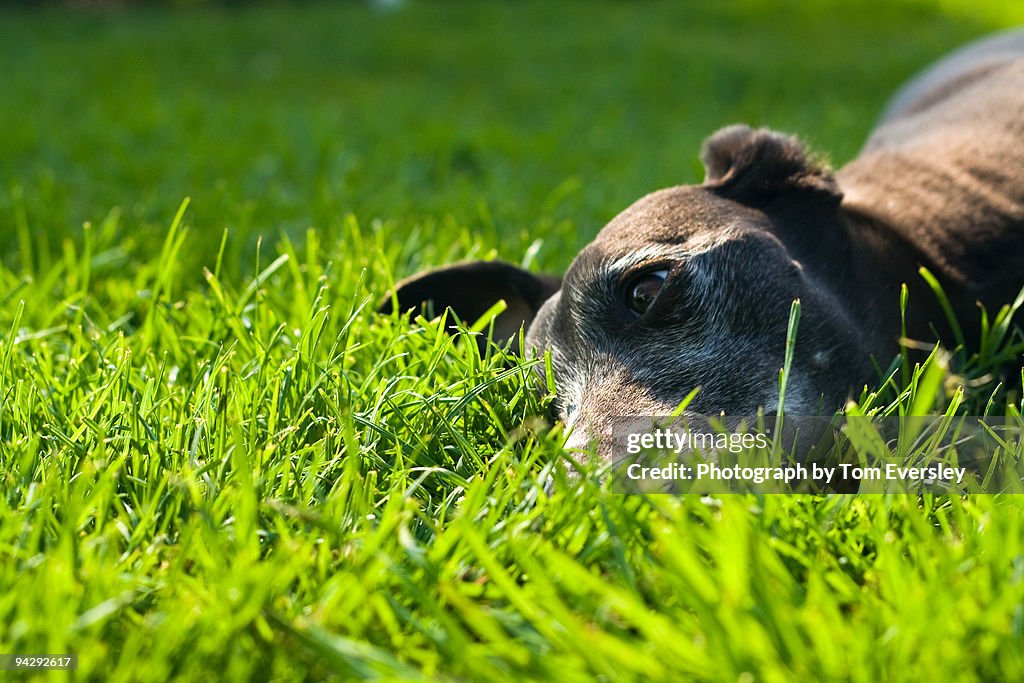 Whippet in grass