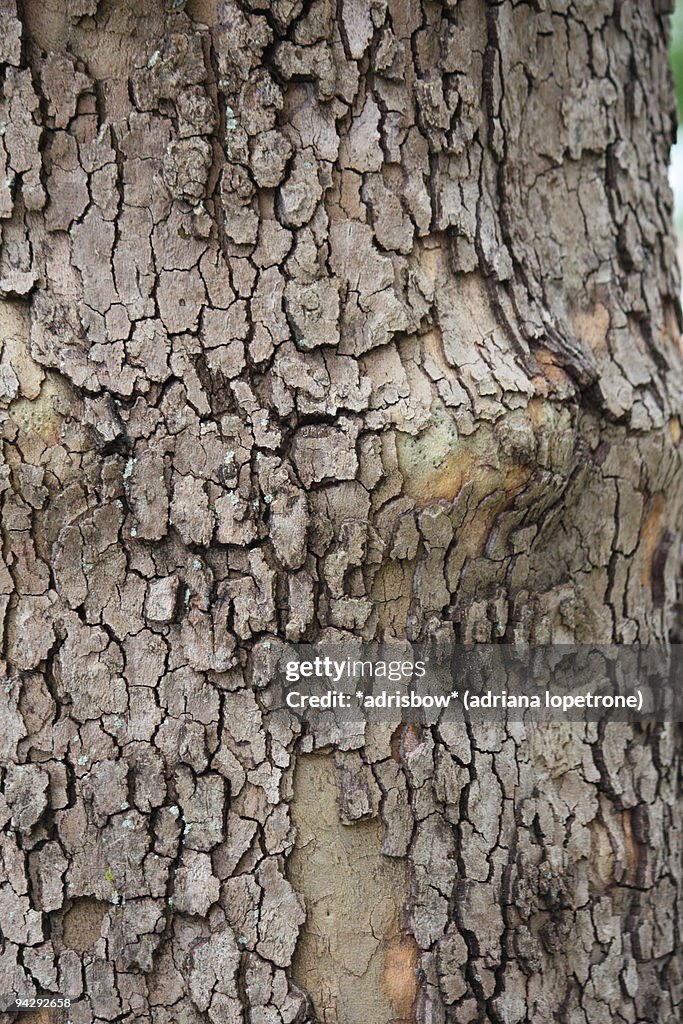 Birch Tree Bark Peeling Texture Knot  