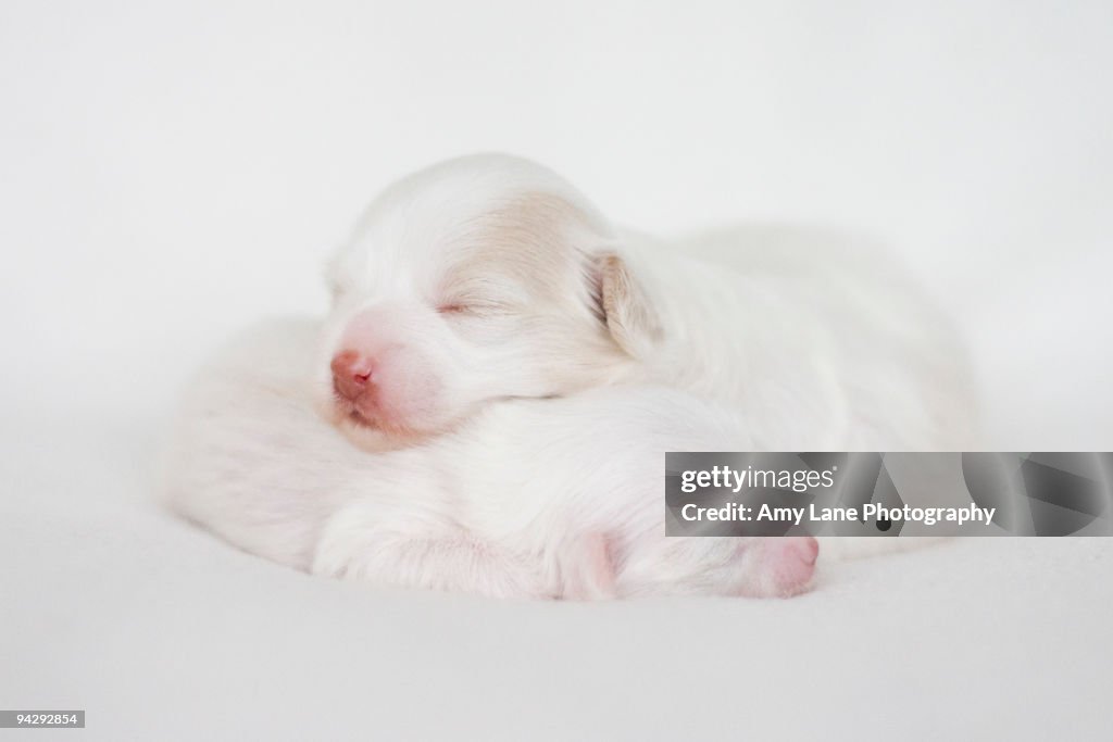 Sleeping Newborn Puppies