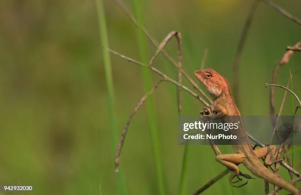 Changeable Lizard cling on a bush as it looks for its prey in Dimapur, India north eastern state of Nagaland on Saturday, April 07, 2018. The...