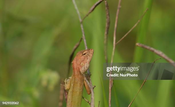 Changeable Lizard cling on a bush as it looks for its prey in Dimapur, India north eastern state of Nagaland on Saturday, April 07, 2018. The...