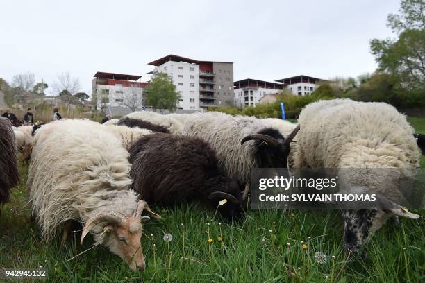 People look on as a flock of 220 sheep pass through Montepellier on April 7 as part of a migration to help ecologically favor urbain pasture grounds....