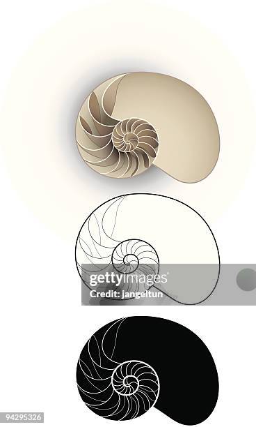 illustrations, cliparts, dessins animés et icônes de sea shell - coquille et coquillage