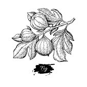 Fig branch vector drawing. Hand drawn isolated fruit. Summer foo