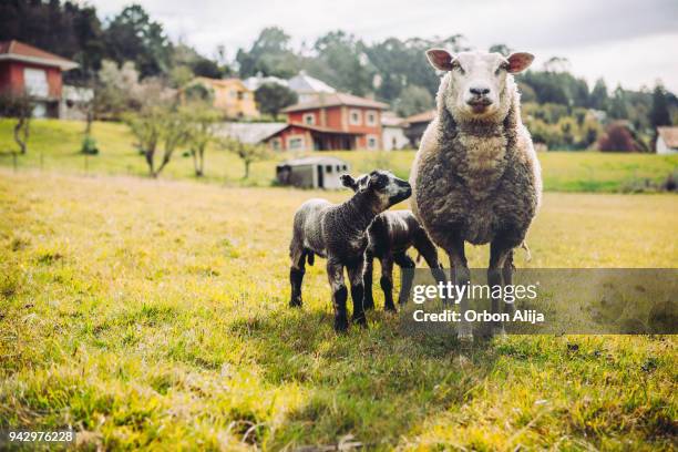 sheep family - lamb animal stock pictures, royalty-free photos & images