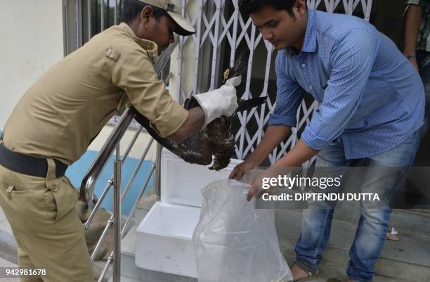 Indian veterinary doctors place a dead black kite inside a plastic bag at Bengal Safari veterinary hospital in Siliguri on April 7, 2018. More than...