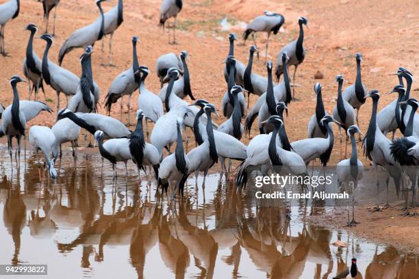 migratory birds known as koonj, khichan village, rajasthan, india - demoiselle crane stock pictures, royalty-free photos & images