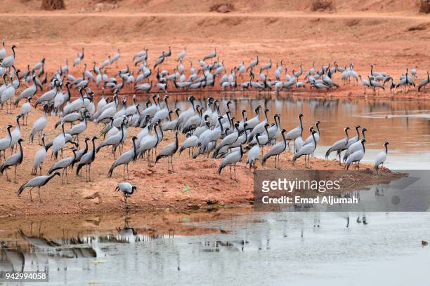 migratory birds known as koonj, khichan village, rajasthan, india - demoiselle crane stock pictures, royalty-free photos & images