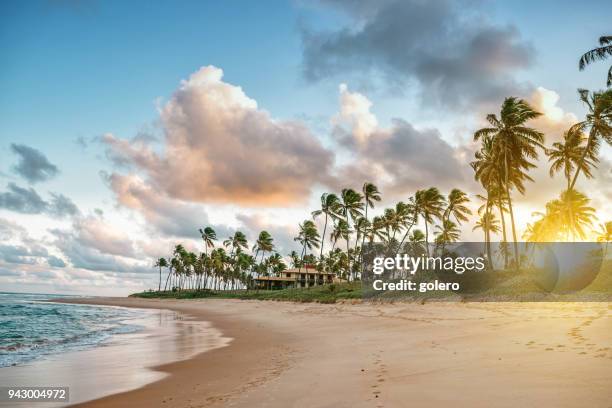 tropic beach in guarajuba, brazil - coconut palm tree stock pictures, royalty-free photos & images