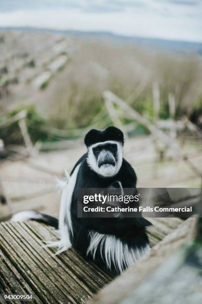 mother and baby eastern black and white colobus monkey - black and white colobus stock pictures, royalty-free photos & images