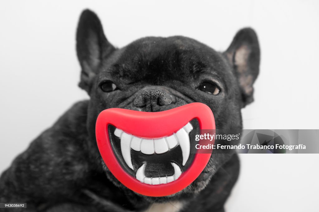 Dog with open mouth showing teeth