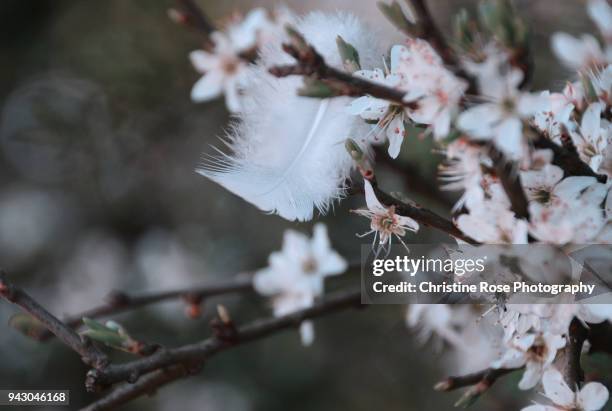 white feather and blossom - anjo da guarda imagens e fotografias de stock
