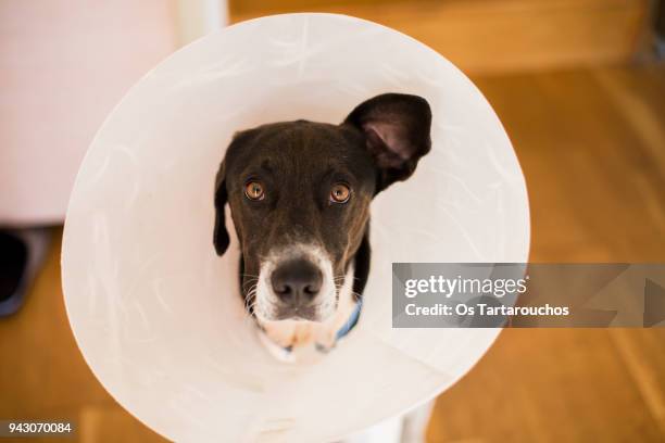 perro con collar isabelino oreja levantada - cone shape stock pictures, royalty-free photos & images