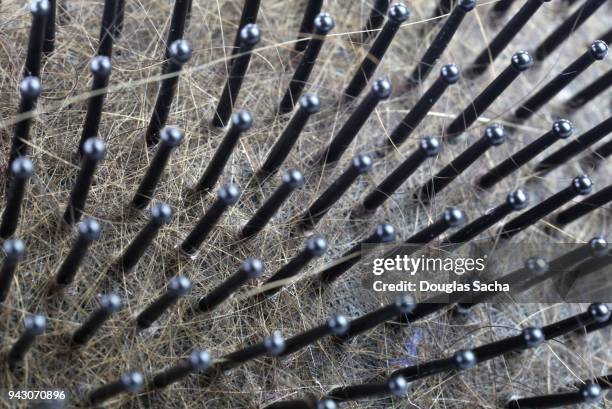 close-up of a hair brush for grooming - piolho humano imagens e fotografias de stock