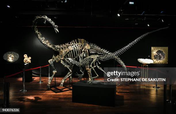 The skeletons two Jurassic age dinosaurs, a Diplodocus and an Allosaurus are displayed on April 6 before being auctioned on April 11 at the Drouot...