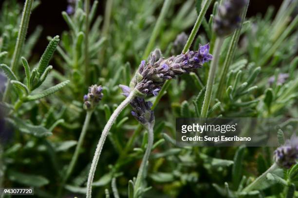 close-up view of a lavandula angustifolia plant (garden lavender, common lavender) is a flowering plant in the family lamiaceae, native to the mediterranean - angustifolia stock pictures, royalty-free photos & images