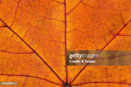 Maple leaf texture Maple leaf texture