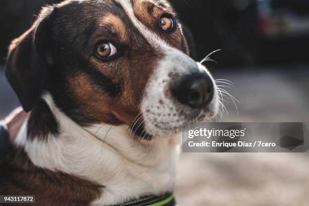 sad faced dog with big brown eyes - think big stockfoto's en -beelden