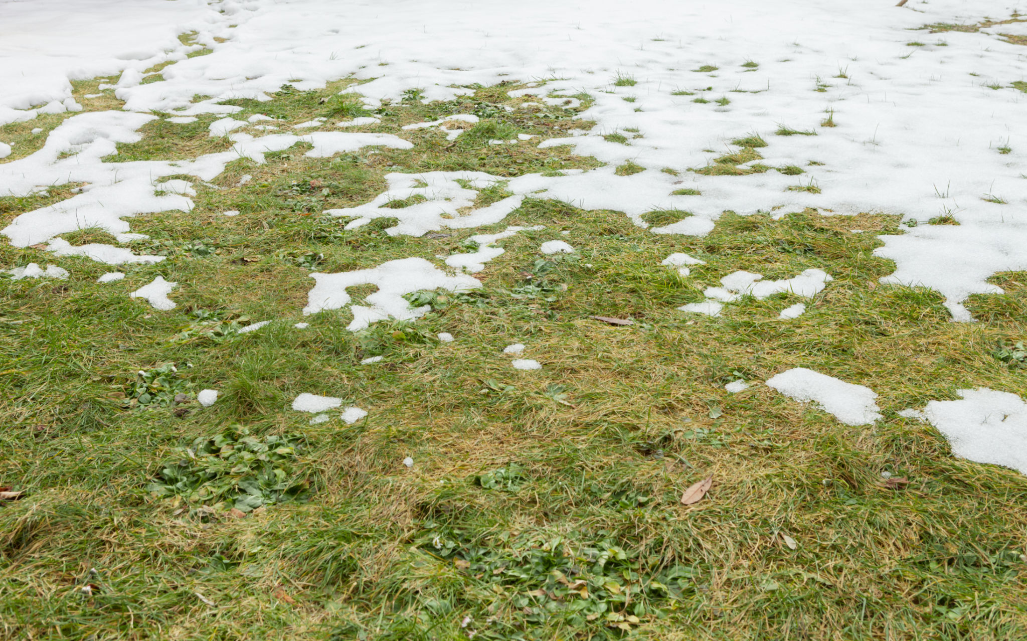 winter lawn damage