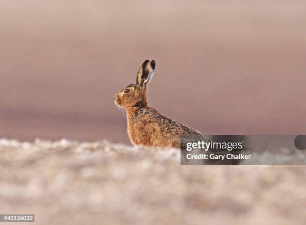 hare [lepus europaeus] - brown hare stockfoto's en -beelden
