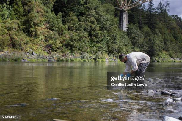 young adult yurok fisherman ankle deep in klamath river, bending at waist to sample water - ankle deep in water fotografías e imágenes de stock