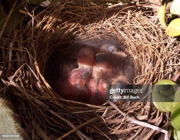 dark eyed junco baby birds, 1 day old, in their nest sleeping - day old chicks stock pictures, royalty-free photos & images