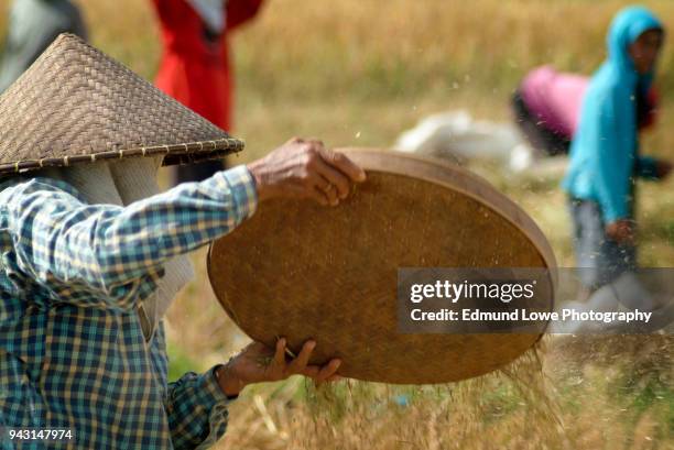Seiving Rice Rice Sieve Photos and Premium High Res Pictures - Getty Images