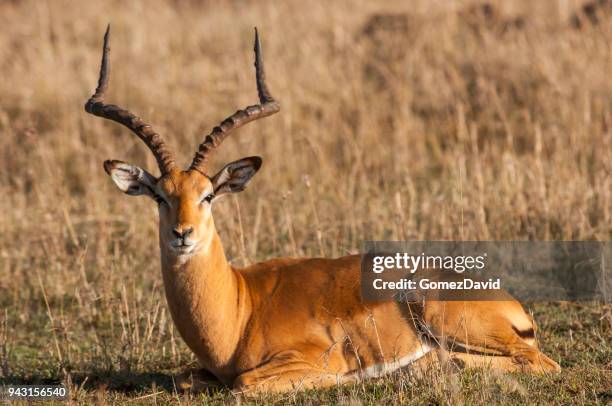 wild impala resting on the african savanna - antelope stock pictures, royalty-free photos & images