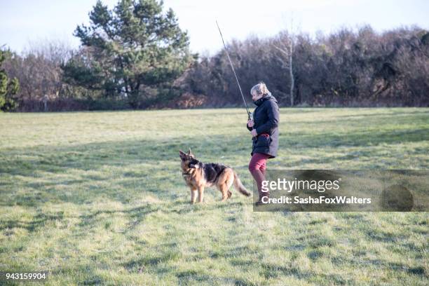 senior woman training german shepherd dog - sasha fox stock pictures, royalty-free photos & images