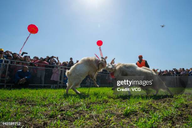Goat Clashing 15 Goat Fighting Contest In Haian Stock Photos, High-Res Pictures, and ...