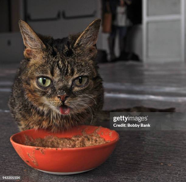 Lil Bub the celebrity cat attends the 2018 Catsbury Park Cat Convention on April 7, 2018 in Asbury Park, New Jersey.