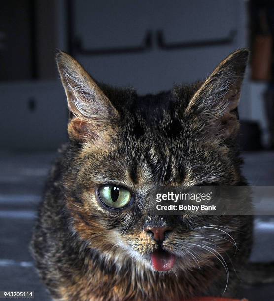 Lil Bub the celebrity cat attends the 2018 Catsbury Park Cat Convention on April 7, 2018 in Asbury Park, New Jersey.