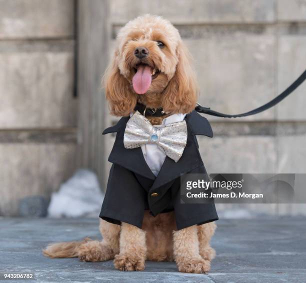 Oscar, a 23 month old Cavoodle waits to audition for Handa Opera on Sydney Harbour - La Boheme on April 8, 2018 in Sydney, Australia. The competition...