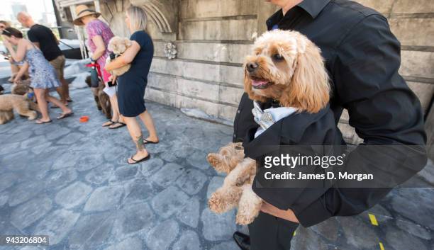 Oscar, a 23 month old Cavoodle waits to audition for Handa Opera on Sydney Harbour - La Boheme on April 8, 2018 in Sydney, Australia. The competition...