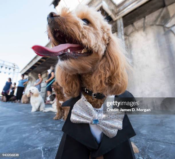 Oscar, a 23 month old Cavoodle waits to audition for Handa Opera on Sydney Harbour - La Boheme on April 8, 2018 in Sydney, Australia. The competition...