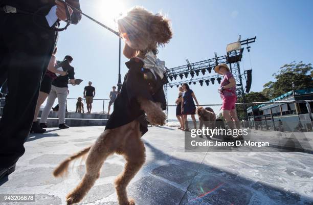 Oscar, a 23 month old Cavoodle waits to audition for Handa Opera on Sydney Harbour - La Boheme on April 8, 2018 in Sydney, Australia. The competition...