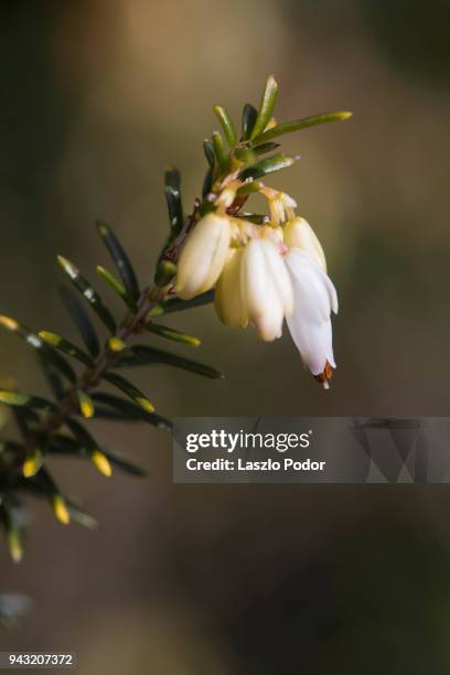 white erica flowering - erica flower stock pictures, royalty-free photos & images