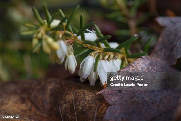 white erica flowering - erica flower stock pictures, royalty-free photos & images