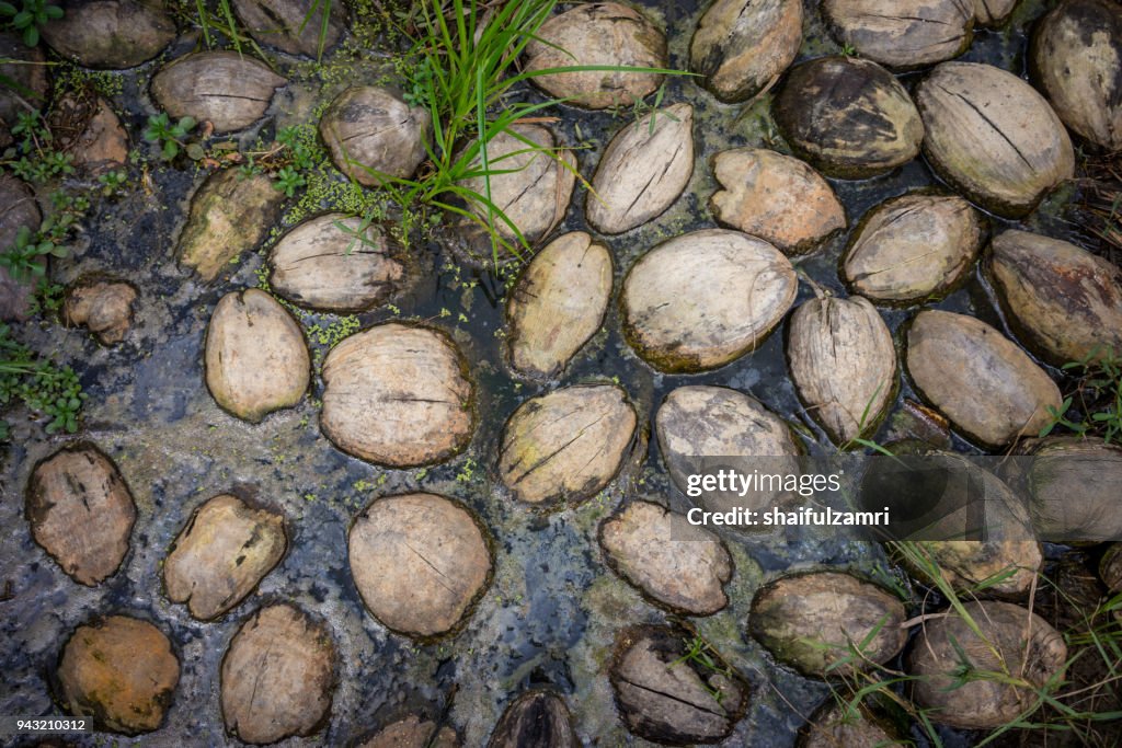 Floating coconuts in pond