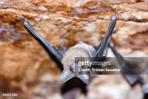 Bats hanging from stone ceiling Bats hanging from stone ceiling