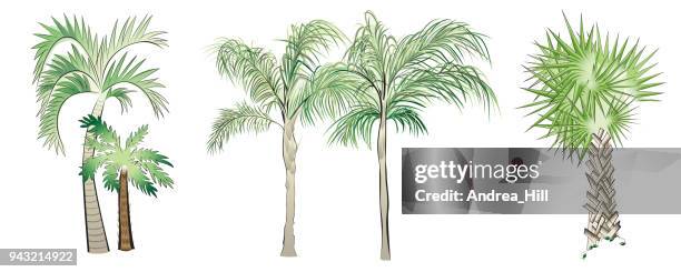 ilustrações de stock, clip art, desenhos animados e ícones de set of vector palm trees - palmeira das tâmaras